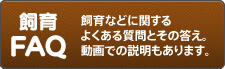 クワガタ・カブトムシ飼育FAQ