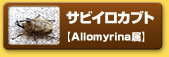 サビイロカブト　【Allomyrina属】
