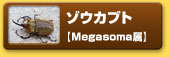 ゾウカブト　【Megasoma属】