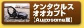 ケンタウルスオオカブト　【Augosoma属】