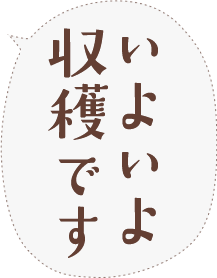 いよいよ収穫です