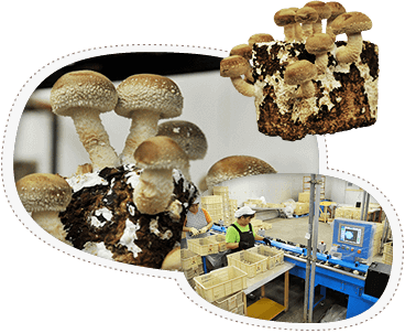 きのこづくりについて | 月夜野きのこ園