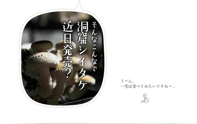 洞窟栽培について きのこづくりについて 月夜野きのこ園 洞窟栽培について きのこづくりについて 月夜野きのこ園