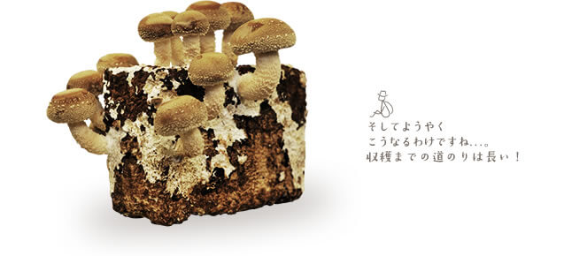 キノコの発生・収穫・出荷 | きのこづくりについて | 月夜野きのこ園