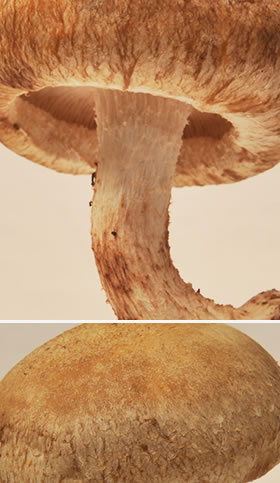 しいたけ「椎茸」 | きのこ紹介 | 月夜野きのこ園