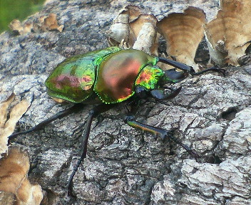 ニジイロクワガタ