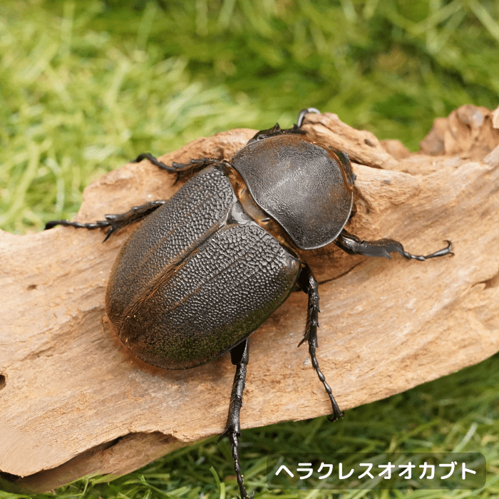 【睦月】パステルカラーのかたつむりちゃん形オルゴナイト☆他２点 睦月様専用】パステルカラーのかたつむりちゃん形オルゴナイト