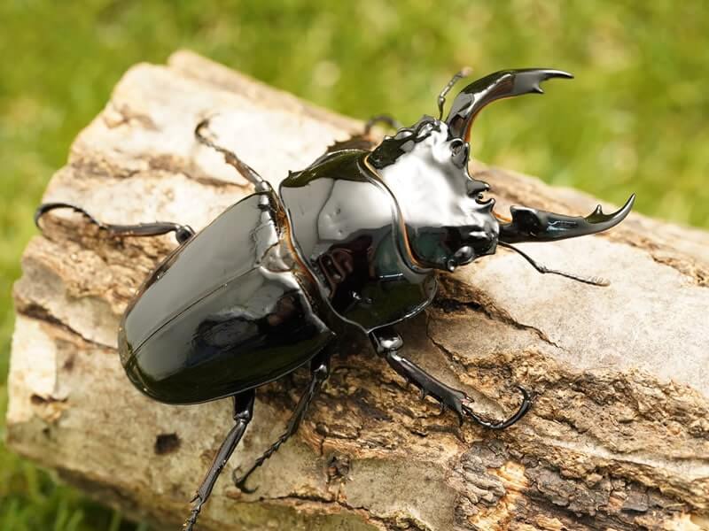 月夜野きのこ園クワガタ菌床販売部 / レギウスオオツヤクワガタペア