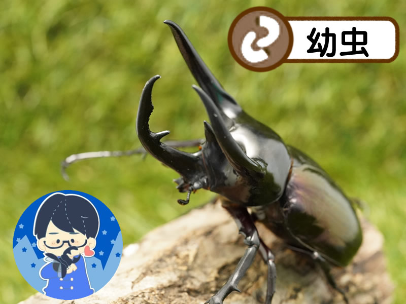 コーカサスオオカブト　西ジャワ　Mt.Halimun産　WF1(CBF1) 幼虫10頭セット ジャワコーカサス 　 ジャワコーカサス No.2 特大 | 愉快な海と波と恵