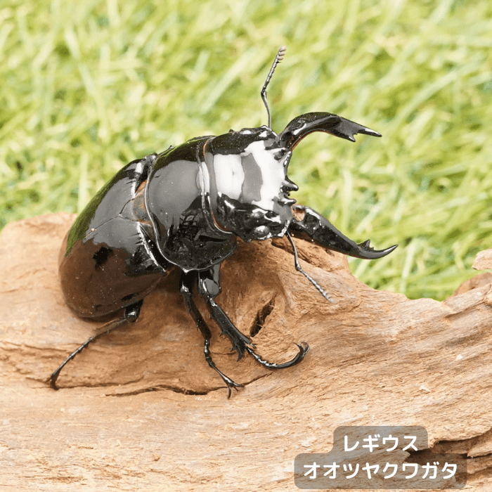 クワガタ カブトムシ 特売コーナー｜ ドルクスダンケ