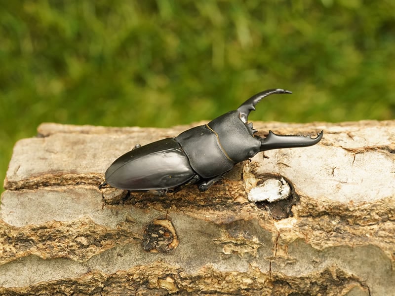 木彫りカブトムシ