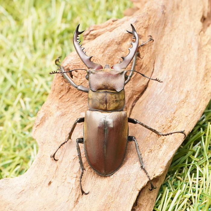 月夜野きのこ園クワガタ菌床販売部 / タカサゴミヤマクワガタペアオス 月夜野きのこ園クワガタ菌床販売部 / タカサゴミヤマクワガタペアオス