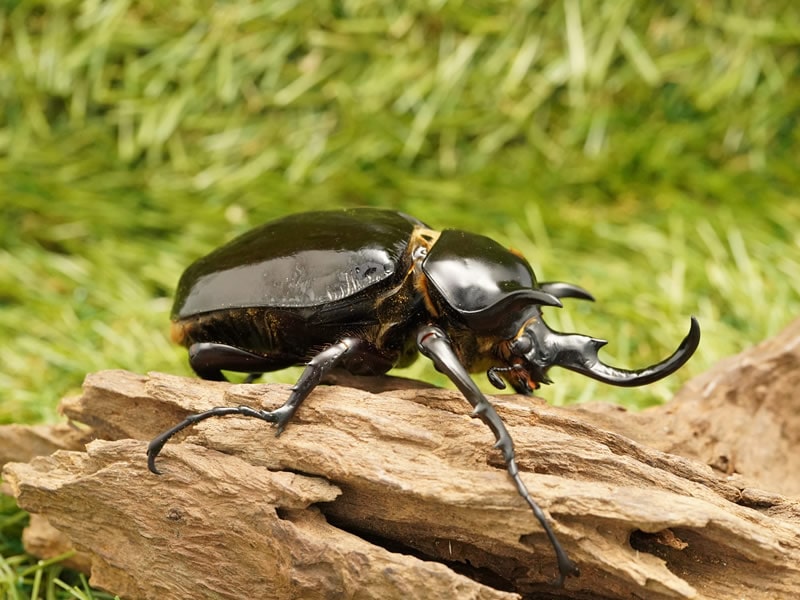 月夜野きのこ園クワガタ菌床販売部 / マルスゾウカブト単品オス