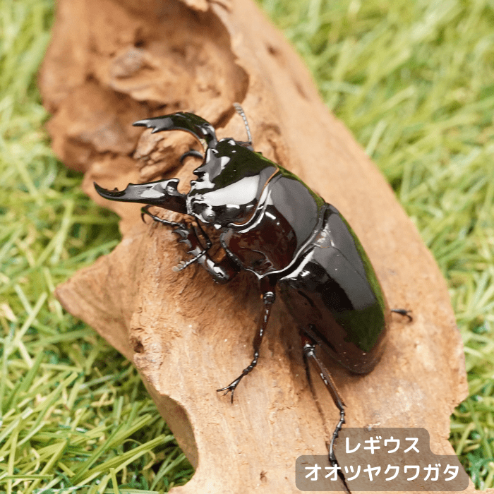 月夜野きのこ園クワガタ菌床販売部 / レギウスオオツヤクワガタ
