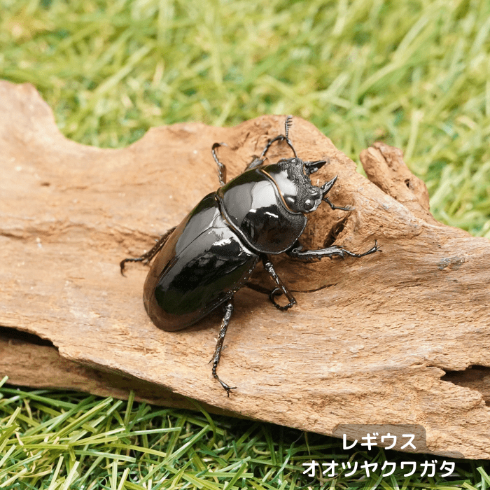 月夜野きのこ園クワガタ菌床販売部 / レギウスオオツヤクワガタ 月夜野きのこ園クワガタ菌床販売部 / レギウスオオツヤクワガタ
