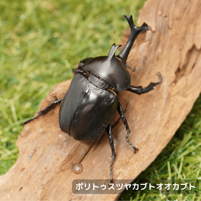 月夜野きのこ園クワガタ菌床販売部 / ポリトゥスツヤカブト単品
