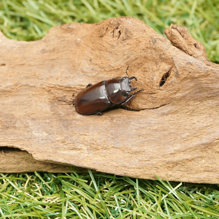 モンクロベニカミキリ　3ペア モンクロベニカミキリ 3ペア モンクロベニカミキリ3ペア