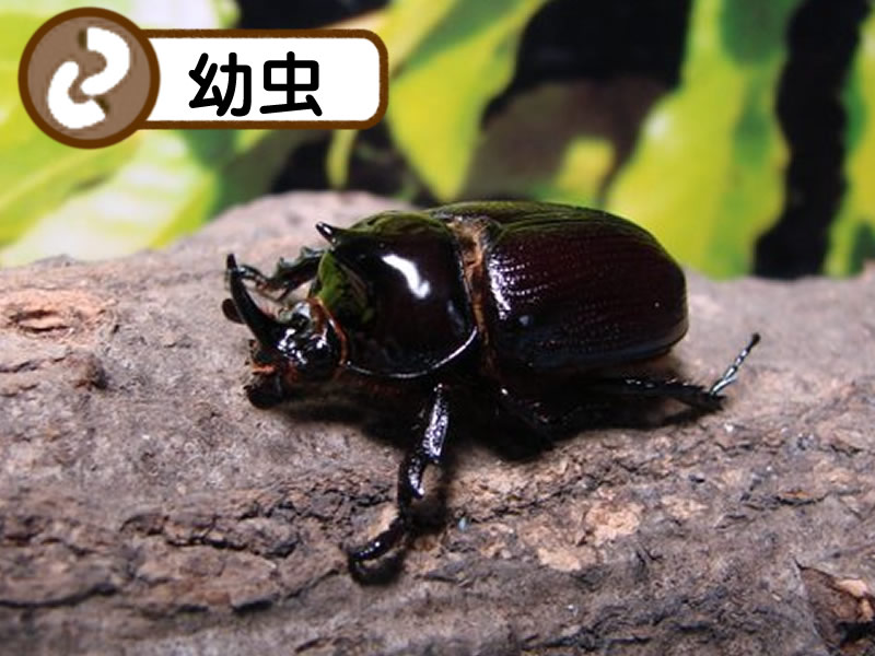 月夜野きのこ園クワガタ菌床販売部 / バラタスサスマタ