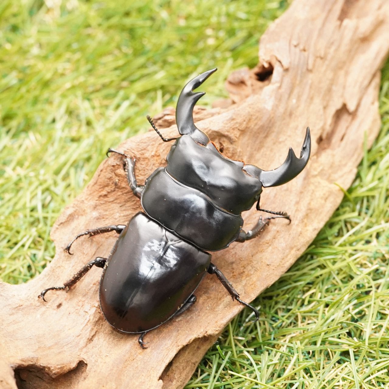 月夜野きのこ園クワガタ菌床販売部 / アンタエウスオオクワガタペア