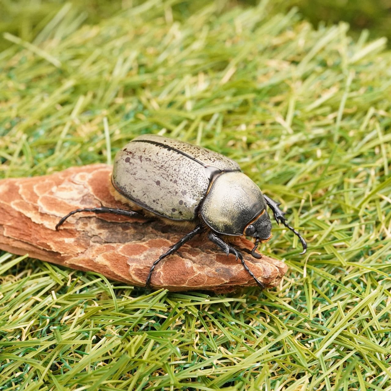 きのこ都内23区送料無料✨クムシルクMG✨絨毯 Amazon｜100グラム/4オンス 赤霊芝キノコ 産卵菌糸体 家庭または