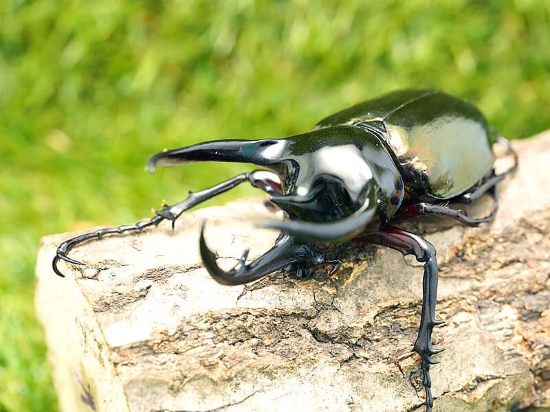 月夜野きのこ園クワガタ菌床販売部 / コーカサスオオカブト単品