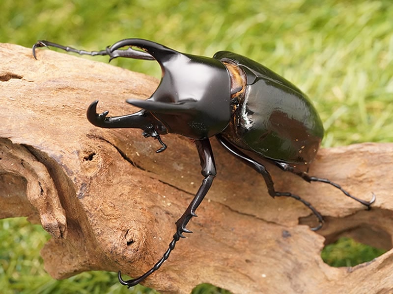 きのこ都内23区送料無料✨クムシルクMG✨絨毯 クム シルク​ 196 x 291 cm ​ – DASTAN 絨毯は日本で高級絨毯の専門店