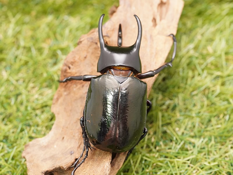 月夜野きのこ園クワガタ菌床販売部 / コーカサスオオカブト単品B