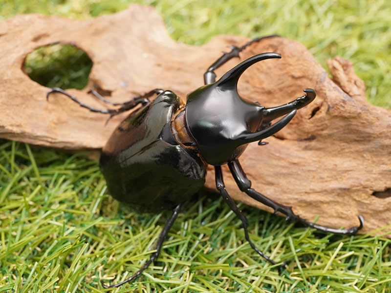 月夜野きのこ園クワガタ菌床販売部 / コーカサスオオカブト単品B品オス
