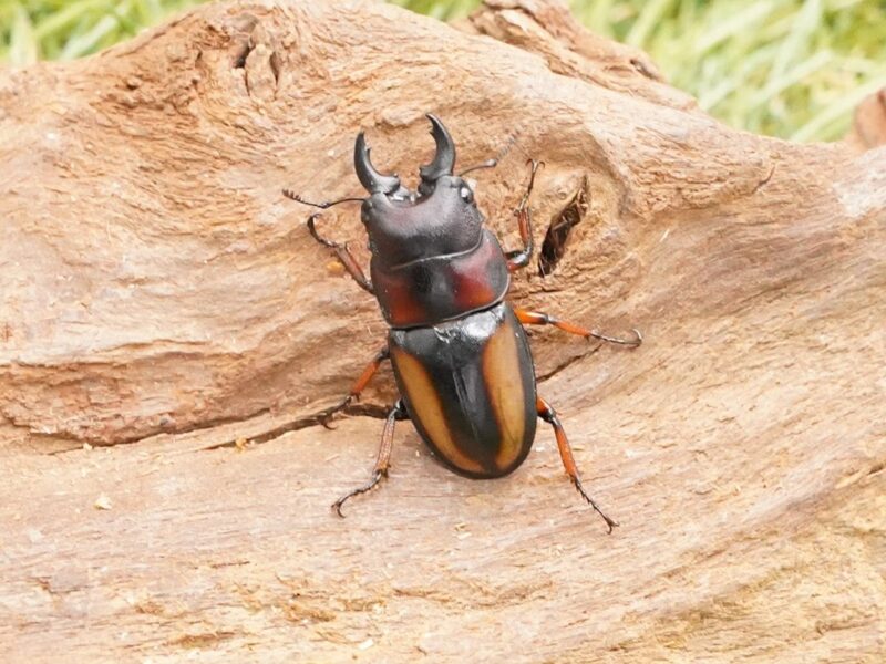 特大 タテヅノクワガタモドキ ♂82.3㎜A-+♀77.5㎜A- ベトナム 標本 Amazon.co.jp: 特大 タテヅノクワガタモドキ 82.3㎜A-+77.5㎜A