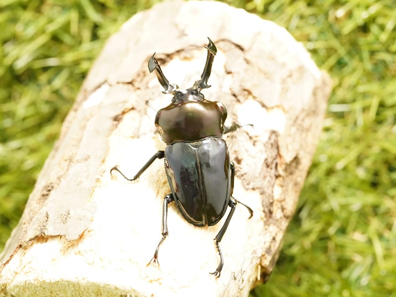 月夜野きのこ園クワガタ菌床販売部 / 青系紫紺ニジイロクワガタ