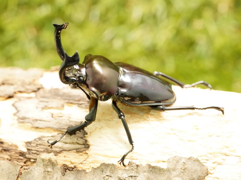 専用♥お年玉超特価❤みかん＊柔ふわ❤ヘアドライタオル♥昆虫…ブルーグレー♥ 楽天市場】今治タオル おくるみ アフガン MAKE-FRIENDS 吸水