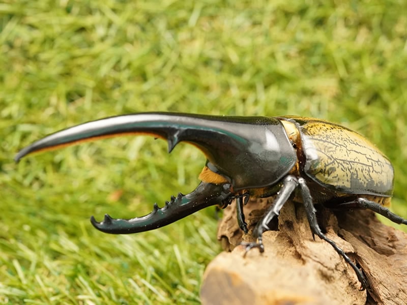 月夜野きのこ園クワガタ菌床販売部 ヘラクレスヘラクレスオオカブトペアオス140mmup累代cb 虫