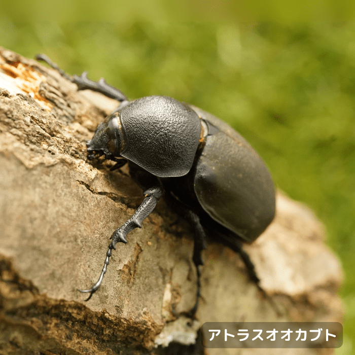月夜野きのこ園クワガタ菌床販売部 / アトラスオオカブト単品B品
