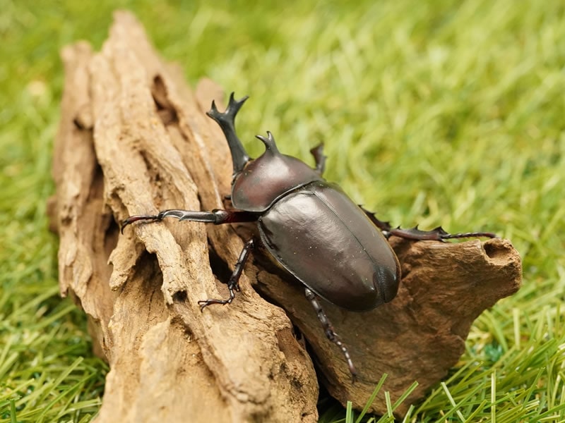 月夜野きのこ園クワガタ菌床販売部 / ツチヤカブトムシペアオス60mmUP