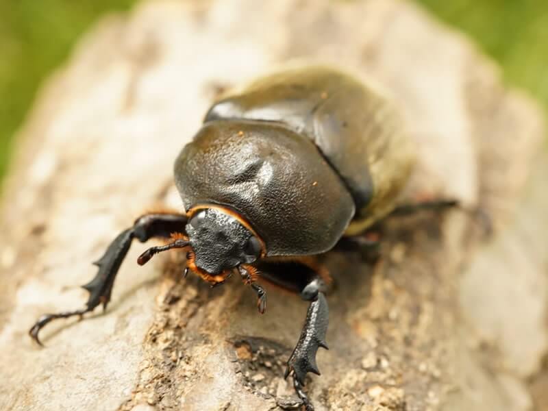 きのこ都内23区送料無料✨クムシルクMG✨絨毯 クム シルク​ 196 x 291 cm ​ – DASTAN 絨毯は日本で高級絨毯の専門店