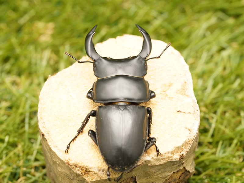 平成8年型 ホペイオオクワガタ飼育品78㍉