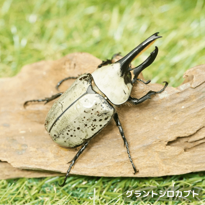 【即日発送】全20種フルコンプ／つぶらな瞳のお花屋 かたつむり　てんとうむしなど 即日発送】全20種フルコンプ／つぶらな瞳のお花屋 かたつむり