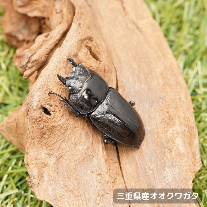 中国産　水性昆虫　37mm 38mm 中国産 水性昆虫 37mm 38mm 高評価アイテム 中国産水性昆虫37mm