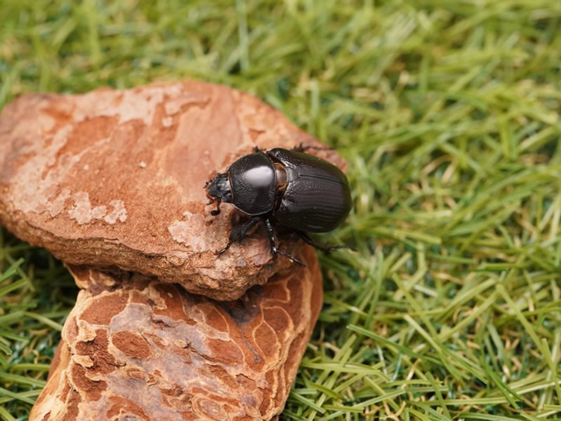 きのこ都内23区送料無料✨クムシルクMG✨絨毯 きのこ様専用都内23区送料無料✨クムシルクMG✨絨毯