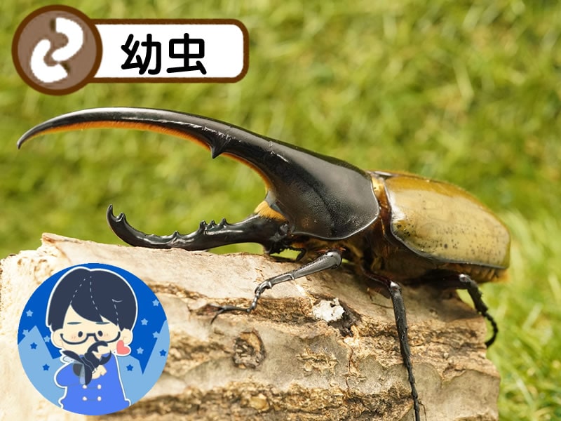 月夜野きのこ園クワガタ菌床販売部 カブトムシ