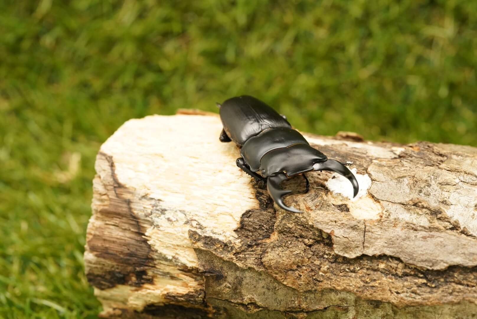 きのこ都内23区送料無料✨クムシルクMG✨絨毯 黒土マットに・・・・ - クワガタ・カブトムシ飼育情報：月夜野きのこ園