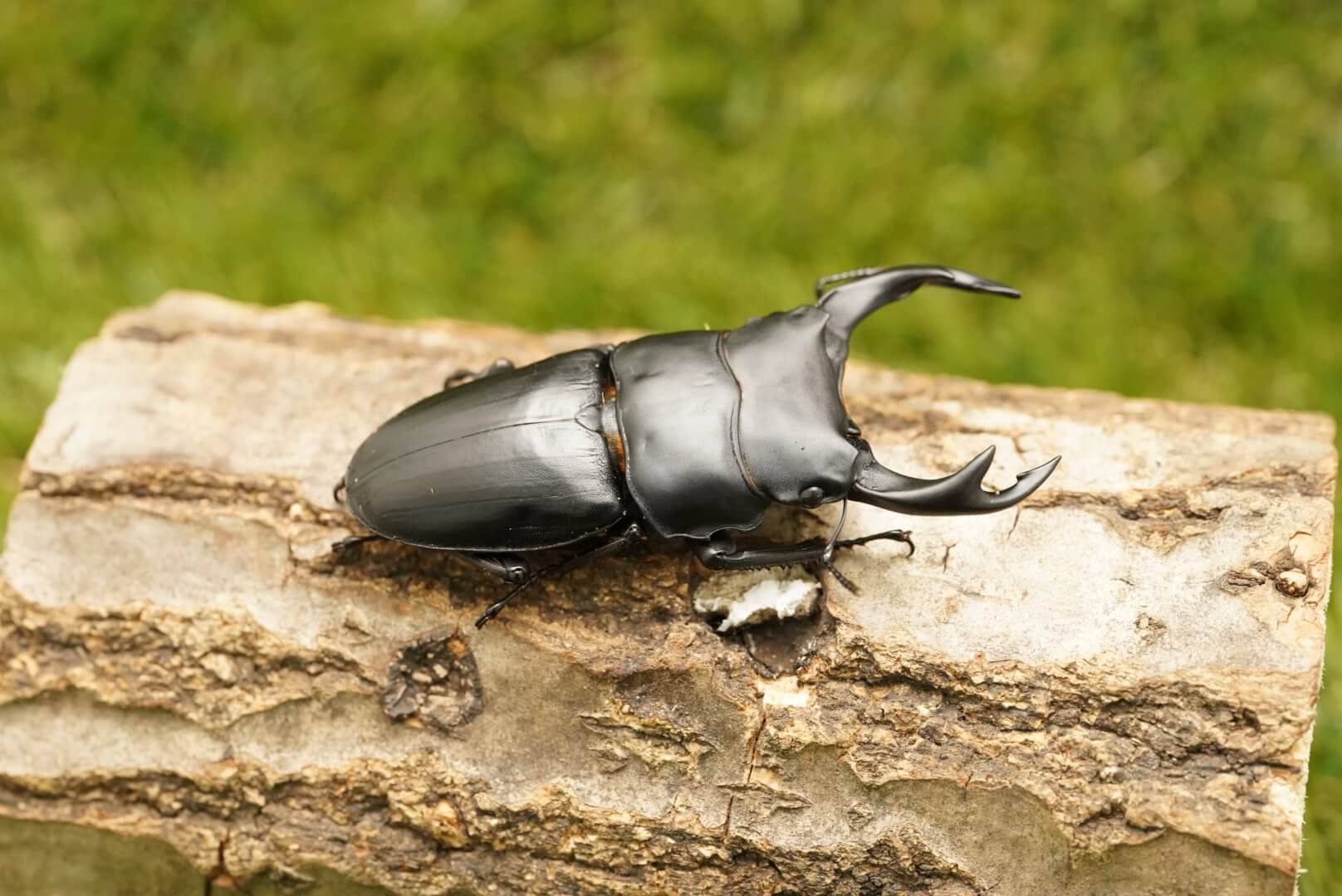 タイチンクオーツ ルース 42.6*12.8mm