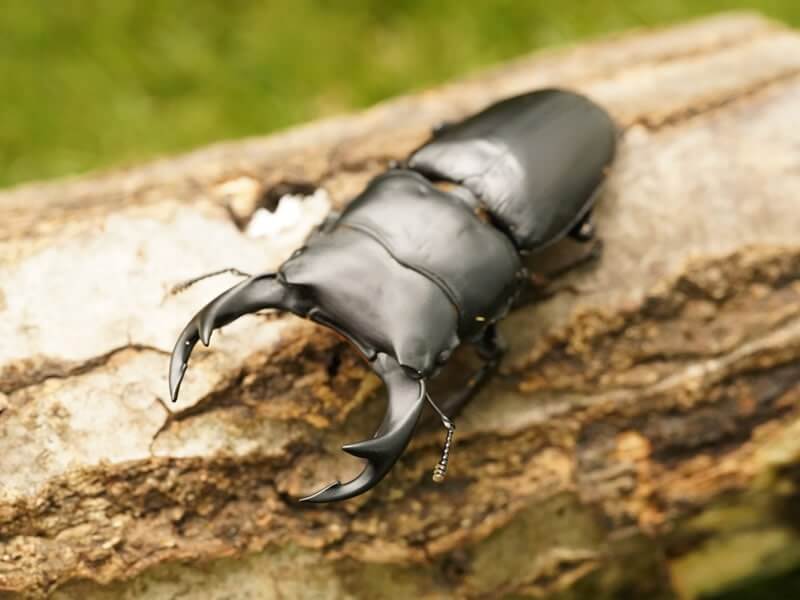 月夜野きのこ園クワガタ菌床販売部 天然オオクワガタペアオス67mmメス39mm産地 新潟県 幼虫採集 虫