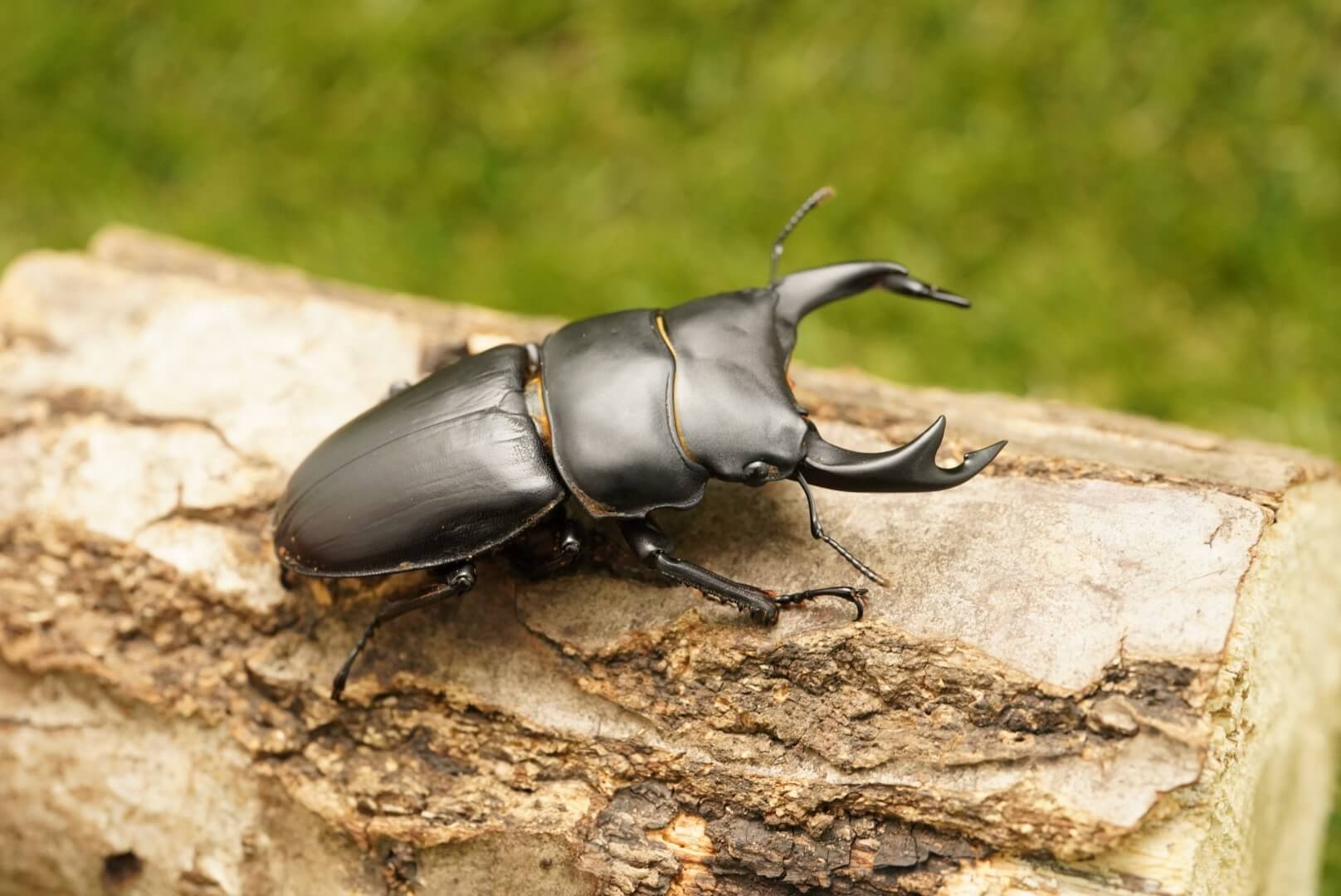 月夜野きのこ園クワガタ菌床販売部 / 天然オオクワガタペアオス66mm