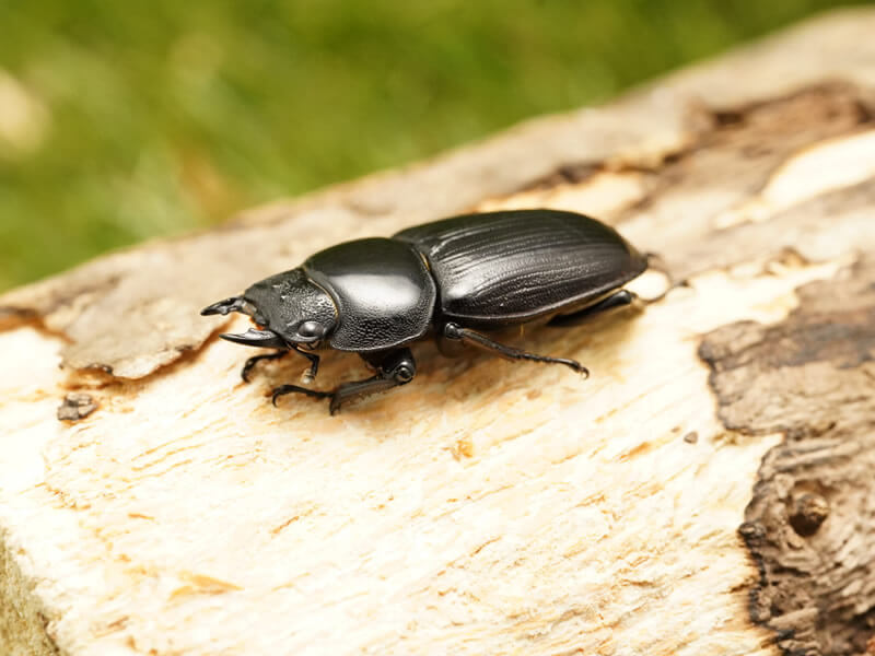 天然（材採集）オオクワガタ 三令幼虫♂♀ペア』希少産地3