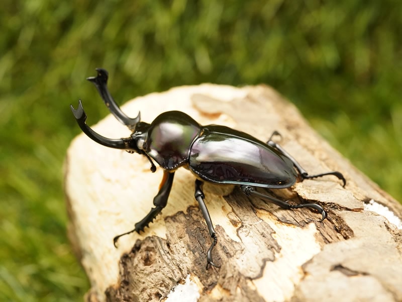 月夜野きのこ園クワガタ菌床販売部 / 紫紺ホワイトアイニジイロ