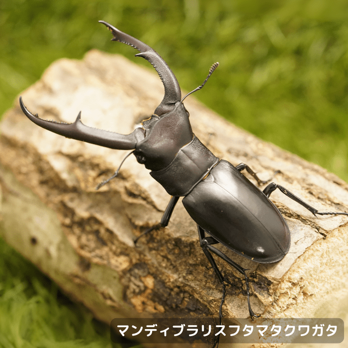 月夜野きのこ園クワガタ菌床販売部 / マンディブラリスフタマタ