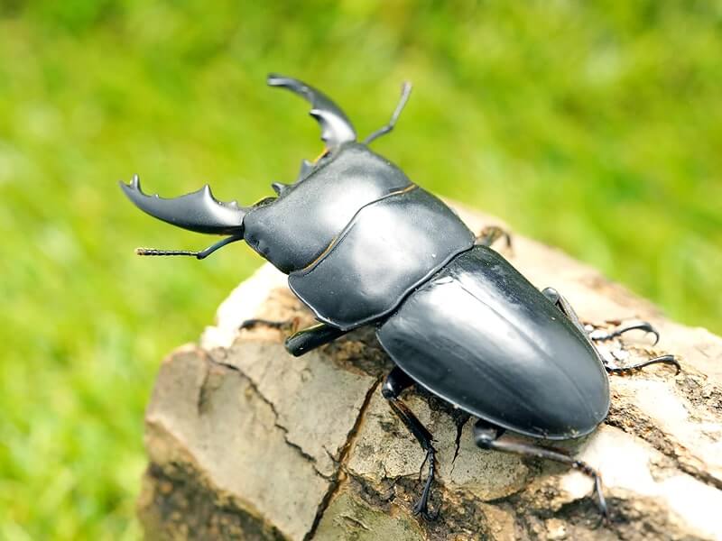 標本アルキデスヒラタクワガタ 長歯型 スマトラ島産 96.1ミリ