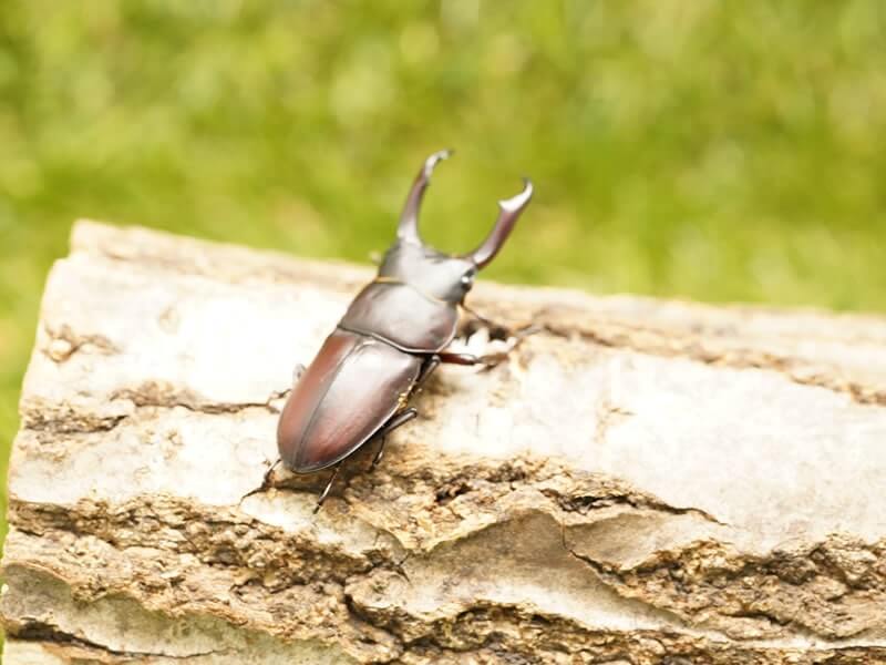 きのこ都内23区送料無料✨クムシルクMG✨絨毯 きのこ都内23区送料無料✨クムシルクMG✨絨毯 国産カブトムシ♂2匹