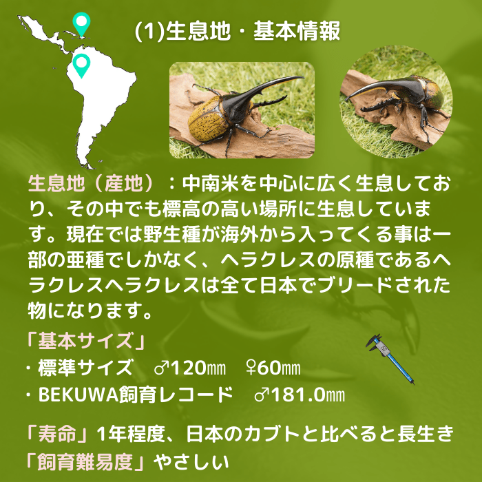 月夜野きのこ園クワガタ菌床販売部 / ヘラクレスヘラクレス